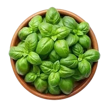 Fresh Basil