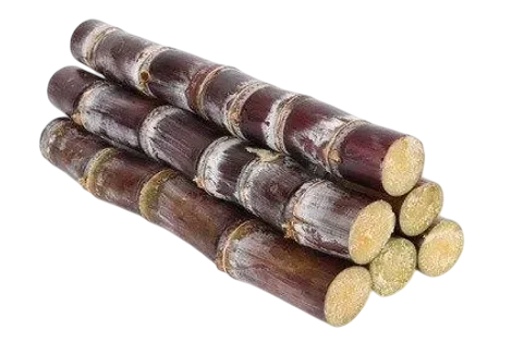 Tender Sugarcane Stalks